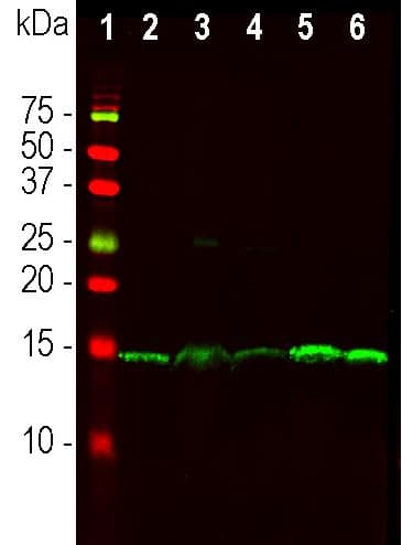 Anti-PEA15 antibody [4D2](AB277626)