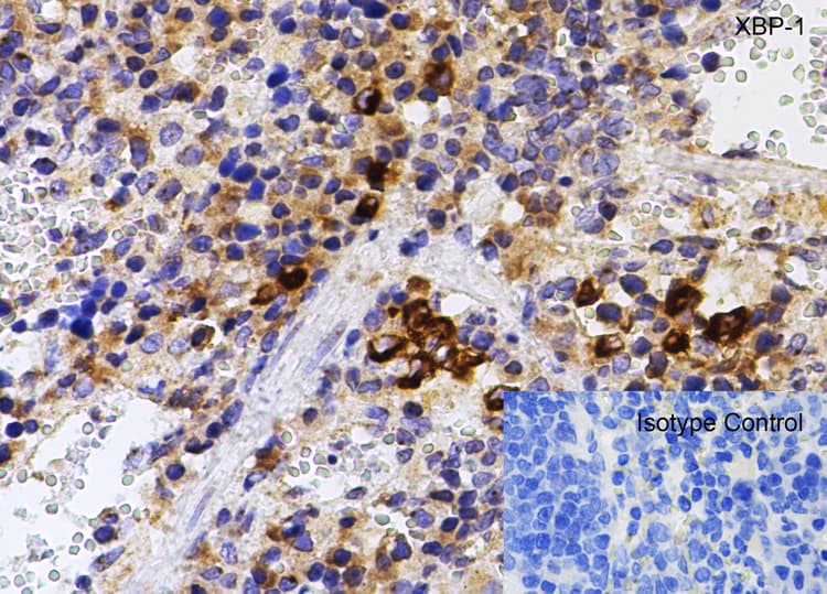 Anti-XBP1 antibody(AB37152)