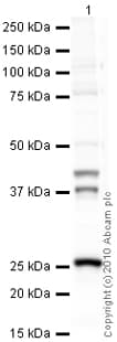 Anti-Cathepsin K antibody [3F9](AB37259)