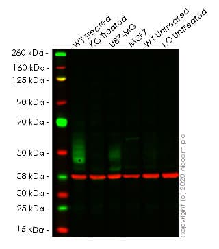 Anti-PD-L1 antibody [EPR19759](AB213524)