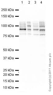 Anti-PSD95 antibody [6G6-1C9] - Synaptic Marker(ab2723)