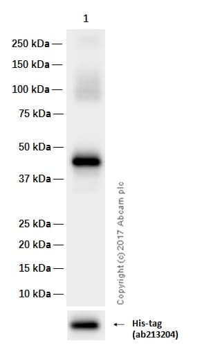 Anti-CD14 antibody [EPR3653](AB133335)