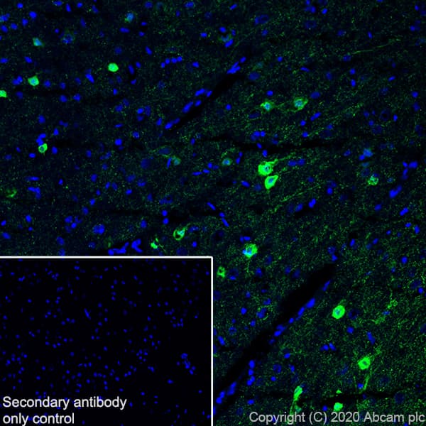 Anti-Homer1 antibody [EPR15309] - BSA and Azide free(AB232668)