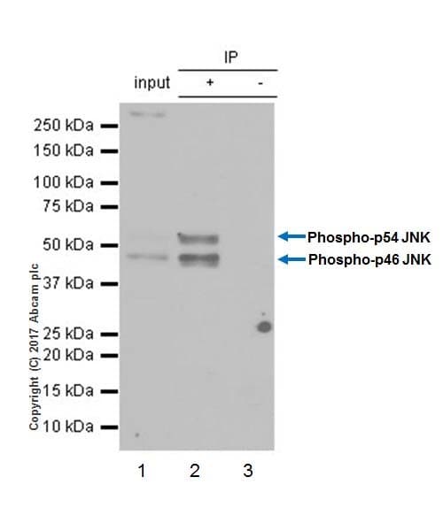 Anti-JNK1 (phospho T183 + Y185) antibody [EPR20763] - BSA and Azide free(AB227061)