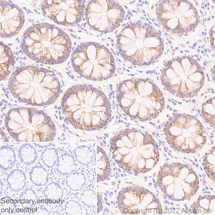 Anti-METTL15 antibody [EPR25213-46] - BSA and Azide free(AB307820)