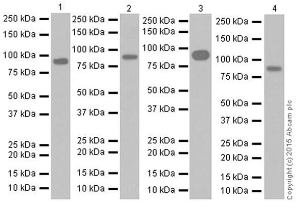 Anti-PROX1 antibody [EPR19273](AB199359)