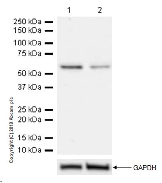 Smarcd2 Antibody Epr20860 251 Ab220164  Western Blot Img98384