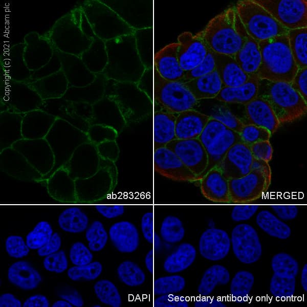 Anti-GNAS antibody [EPR24177-24] - BSA and Azide free(AB283287)