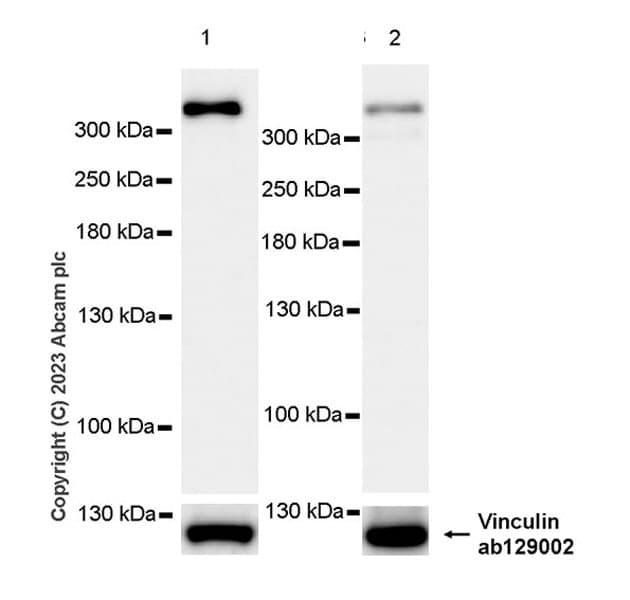 Ranbp2 Antibody Epr28204 62 Bsa And Azide Free Ab314326  Western Blot Img421491