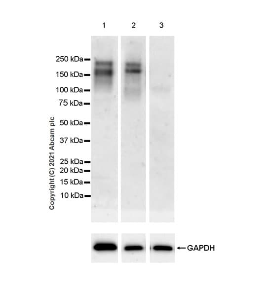 Anti-LIFR antibody [EPR24651-109](AB283651)