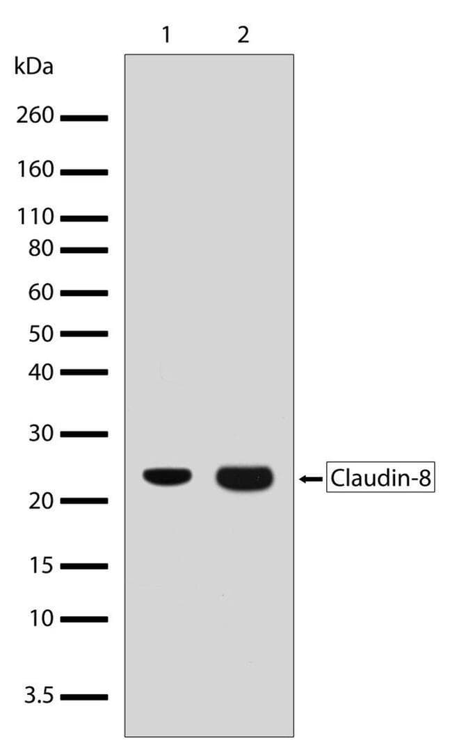 Anti-Claudin 8 antibody [RP23040053](AB308007)