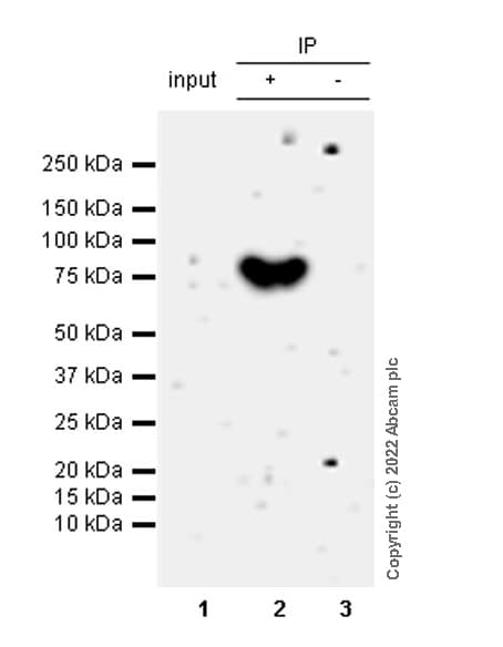 VeriBlot for IP Detection Reagent (HRP)(AB131366)