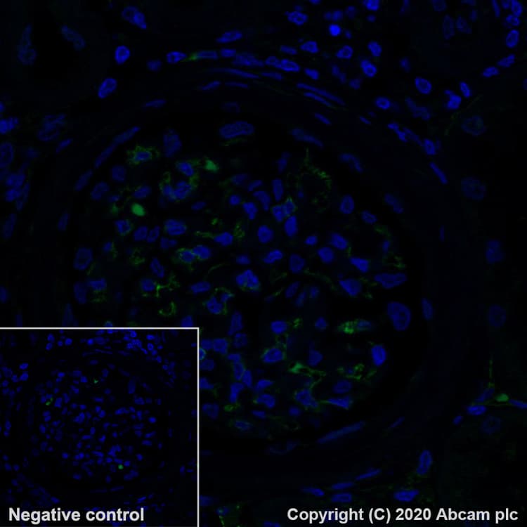 Alexa Fluor® 488 Anti-CD31 antibody [EPR3094](AB275989)