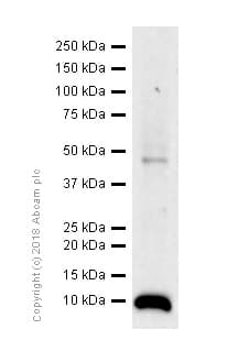 Anti-Insulin antibody [EPR17359](AB181547)
