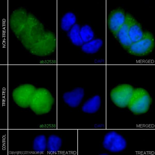 Anti-Erk1 (pT202/pY204) + Erk2 (pT185/pY187) antibody [E337] - BSA and Azide free(AB232017)
