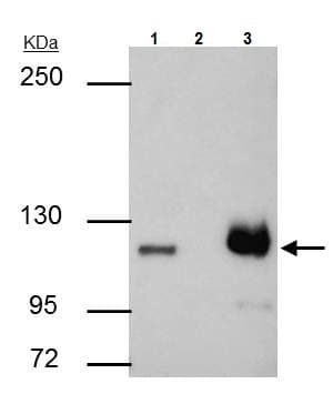 Anti-PARP1 antibody(AB227244)