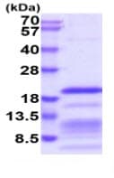 Recombinant Human Relaxin 2/RLN2 protein (His tag)(AB219490)