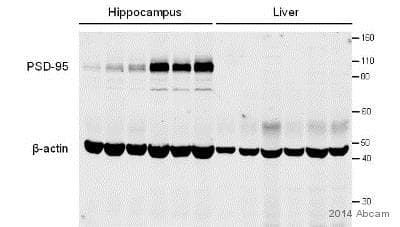 Anti-PSD95 antibody [6G6-1C9] - Synaptic Marker(ab2723)