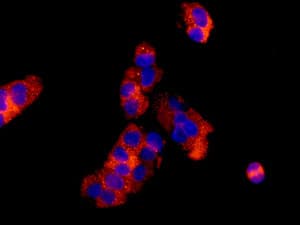 Rpl30 Antibody Epr11624 Bsa And Azide Free Ab249601  Immunocytochemistry Immunofluorescence Img33463