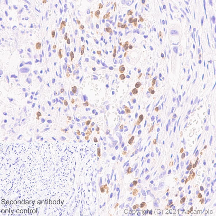 Cd127 Antibody Epr23747 333 Ab259806  Immunohistochemistry Formalin Pfa Fixed Paraffin Embedded Sections Img171430