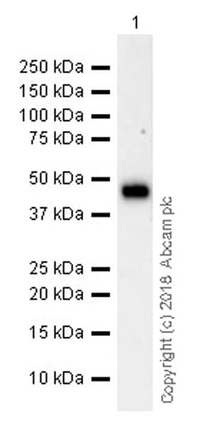 Anti-LINE-1 ORF1p antibody [EPR21844-108](AB216324)