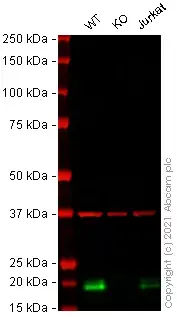 Anti-Glutathione Peroxidase 4 antibody [EPNCIR144](AB125066)