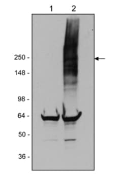 Anti-LRRK2 antibody [MJFF2 (c41-2)](AB133474)