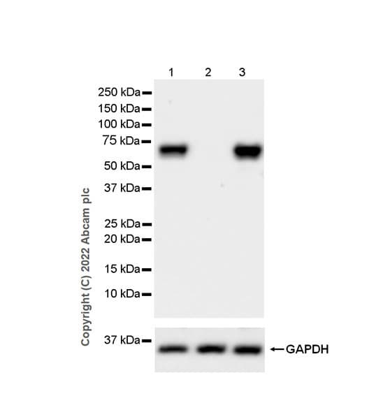Anti-PAK1 antibody [EPR26067-45](AB302506)