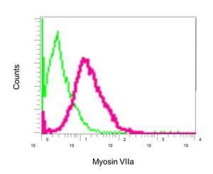 Anti-Myosin VIIa/MYO7A antibody [EPR7497](AB150386)