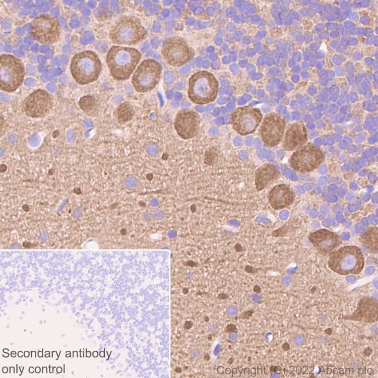 Donkey Anti-Goat IgG H&L (HRP)(AB205723)