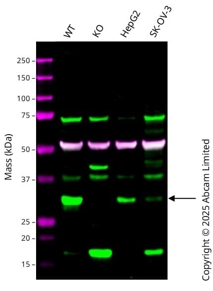 Anti-alpha Tubulin antibody [EP1332Y] - Microtubule Marker(AB52866)