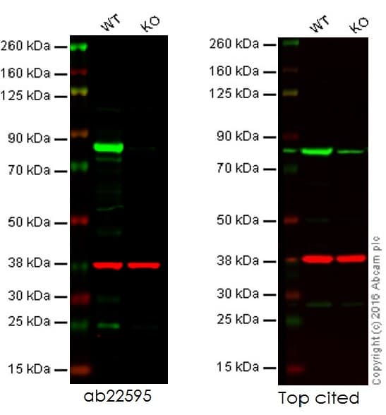 Anti-Calnexin antibody - ER Marker(AB22595)