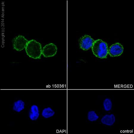 Anti-Integrin alpha 5 antibody [EPR7854] - Low endotoxin, Azide free(AB221606)