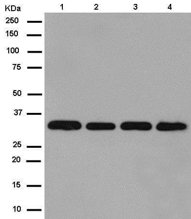 Rwdd1 Antibody Epr13715b Ab181994  Western Blot Img105114