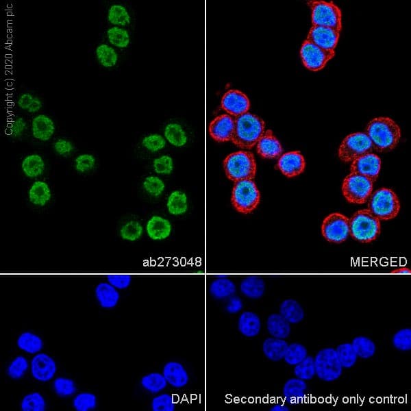 Anti-Pit1 antibody [EPR23555-203](AB273048)