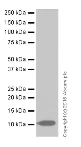 S100 Alpha Antibody Epr19013 Ab183979  Western Blot Img86583