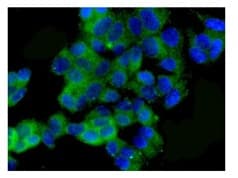 Anti-Peroxiredoxin 3/PRDX3 antibody [EPR8114] - BSA and Azide free(AB248350)