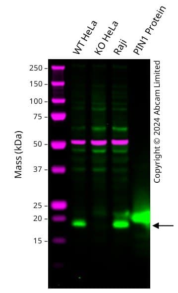Pin1 Antibody Ep1479y Ab76309  Western Blot Img441684
