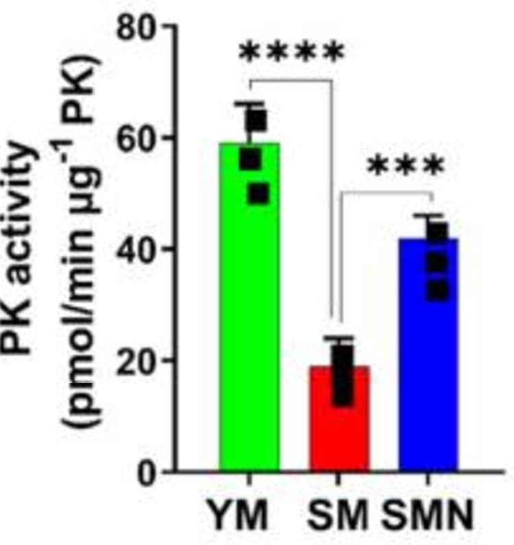 Pyruvate Kinase Assay Kit(ab83432)