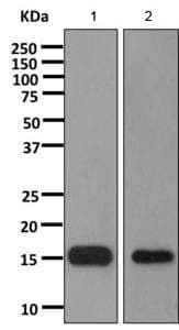C1d Antibody Epr11122 Ab166897  Western Blot Img65293