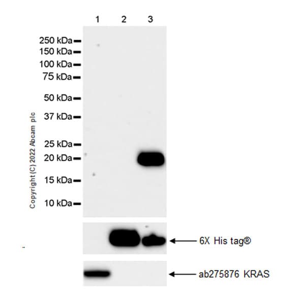 Anti-NRAS antibody [EPR25186-24](AB300431)