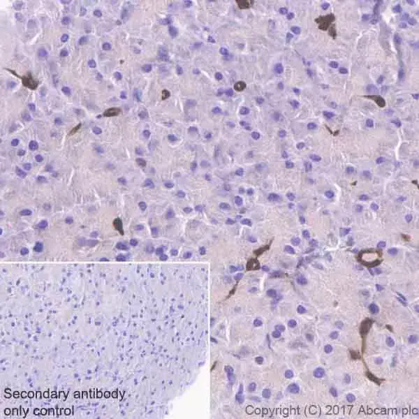 Anti-ENO1 antibody [EPR19758] - BSA and Azide free(AB229378)