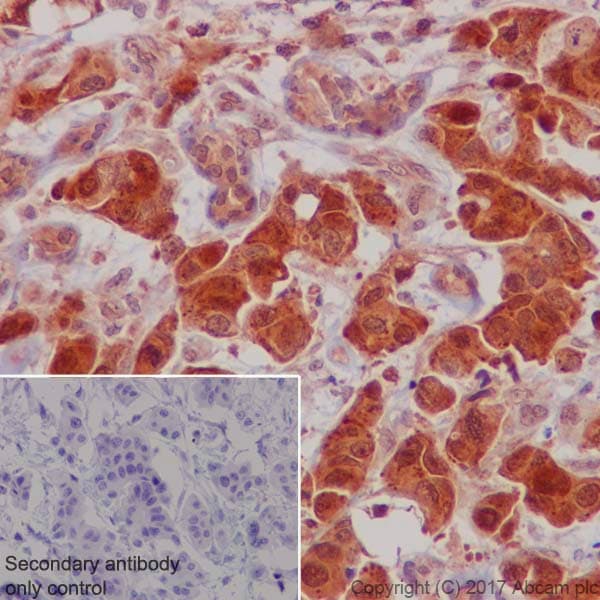 Anti-S6K1 antibody [E343] - BSA and Azide free(AB203558)