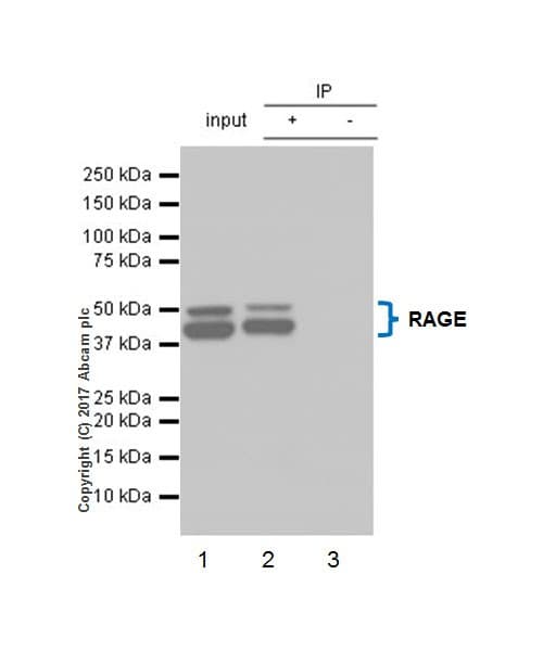 Anti-RAGE antibody [EPR21171](AB216329)
