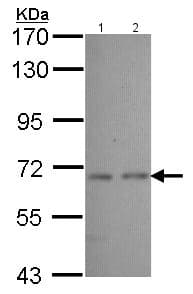 Cyp2j2 Antibody Ab151996  Western Blot Img161265