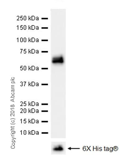 Anti-Osteopontin antibody [EPR21139-316](AB214050)