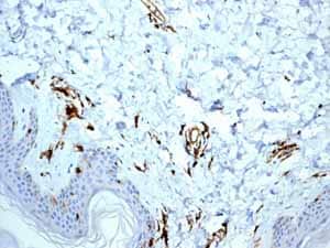 Anti-HLA-DR antibody [EPR3692] - BSA and Azide free(AB209968)