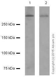 Anti-53BP1 antibody [EPR2172(2)](AB175933)