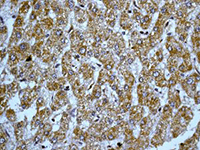 Anti-Peroxiredoxin 3/PRDX3 antibody [EPR8114] - BSA and Azide free(AB248350)