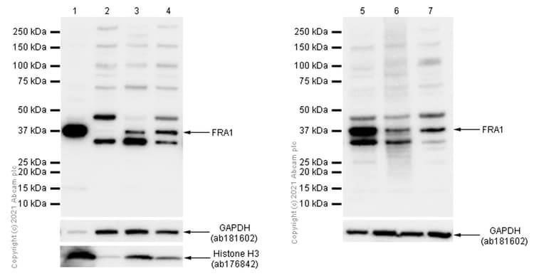 Anti-Histone H3 antibody [EPR16987] - Nuclear Marker and ChIP Grade(AB176842)